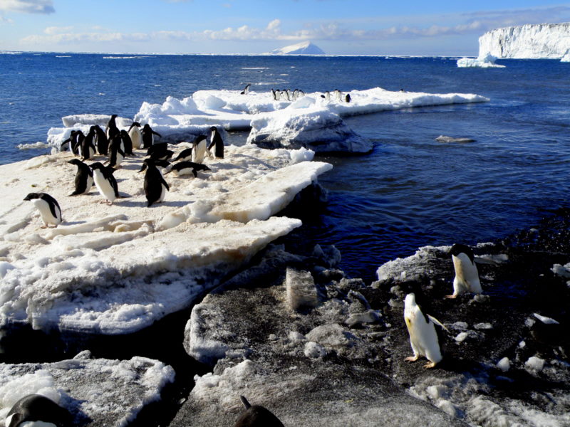 Adelies on ice floe