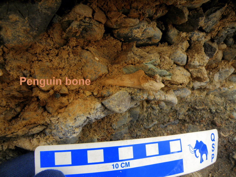 bone in beach exposure