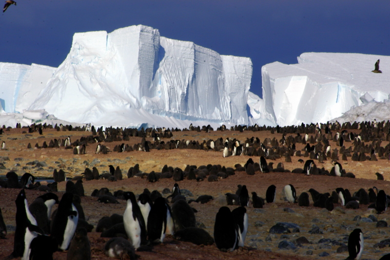 Beaufort Island colony & iceberg