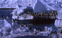 Penguins massed at ice edge ready to dive near Cape Crozier