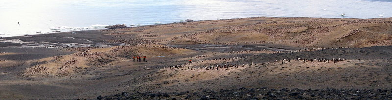 panorama of Cape Bird North Colony