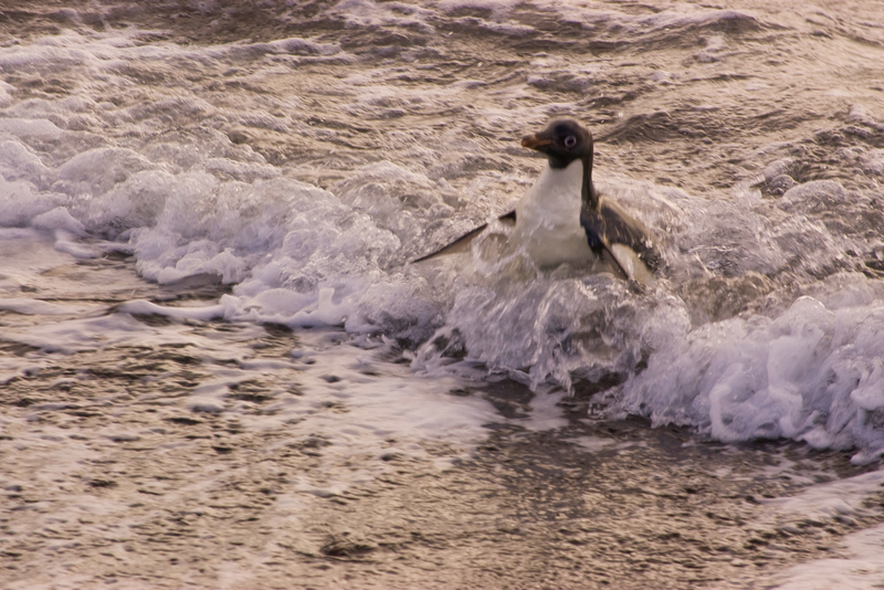 Adelie bodysurfing in to shore