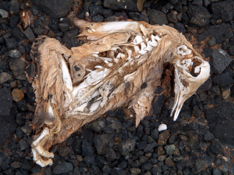 penguin carcass at Cape Crozier