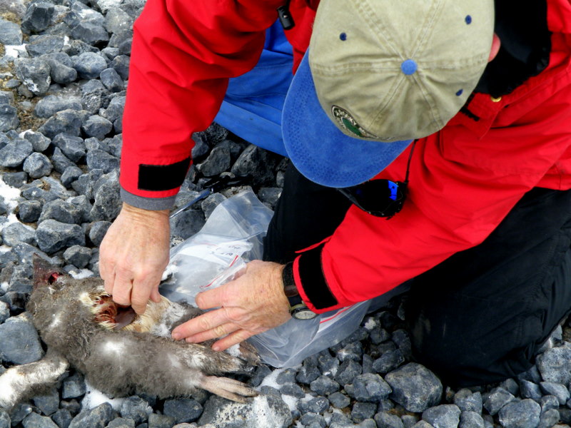 Steve sampling feathers