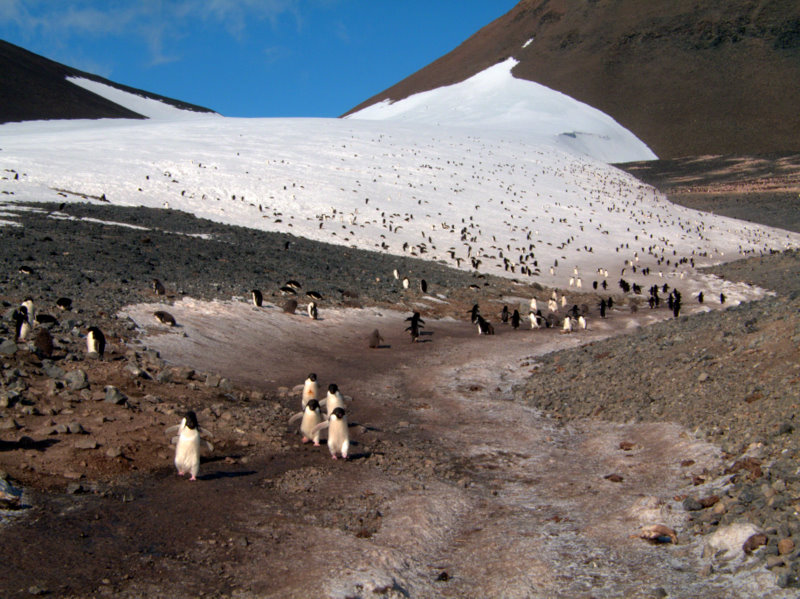 penguin superhighway at Cape Crozier