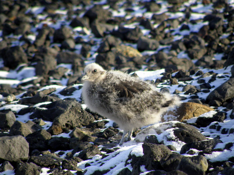 skua chick at Cape Crozier