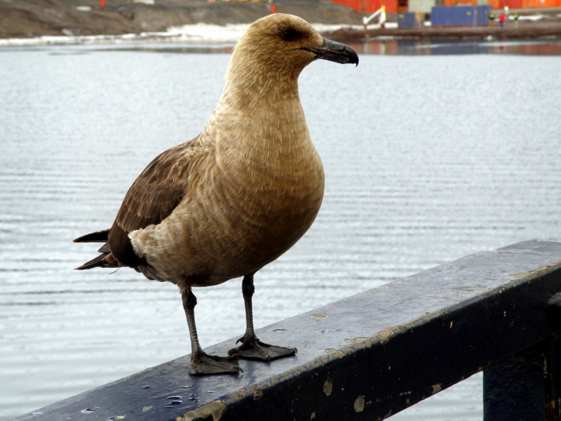 McMurdo skua