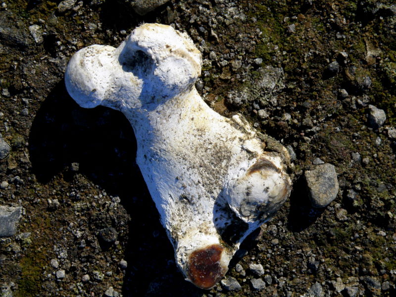 Weddell seal femur