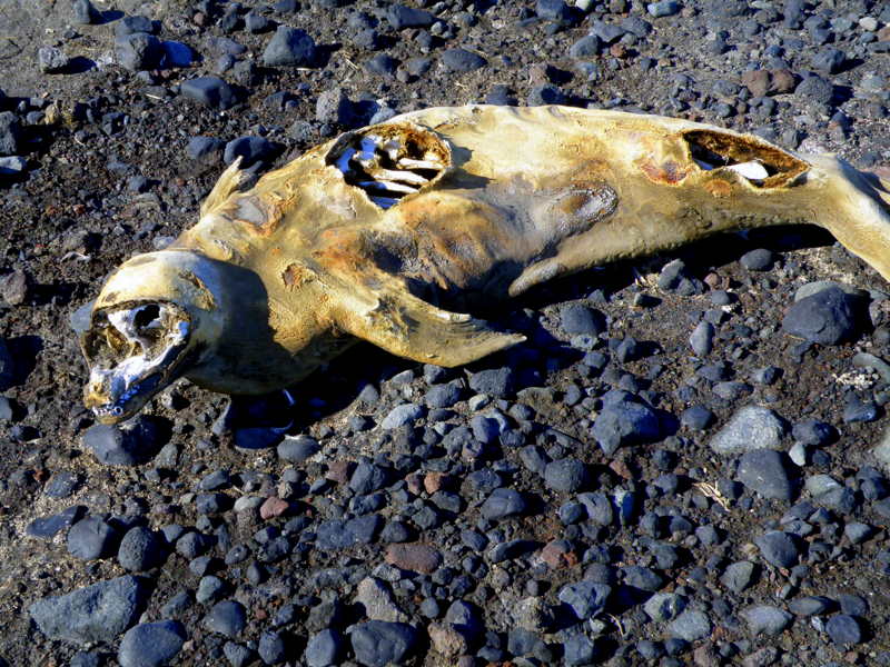Weddell seal mummy