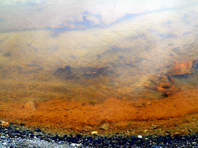 cyanobacterial mats in Cape Chocolate pond