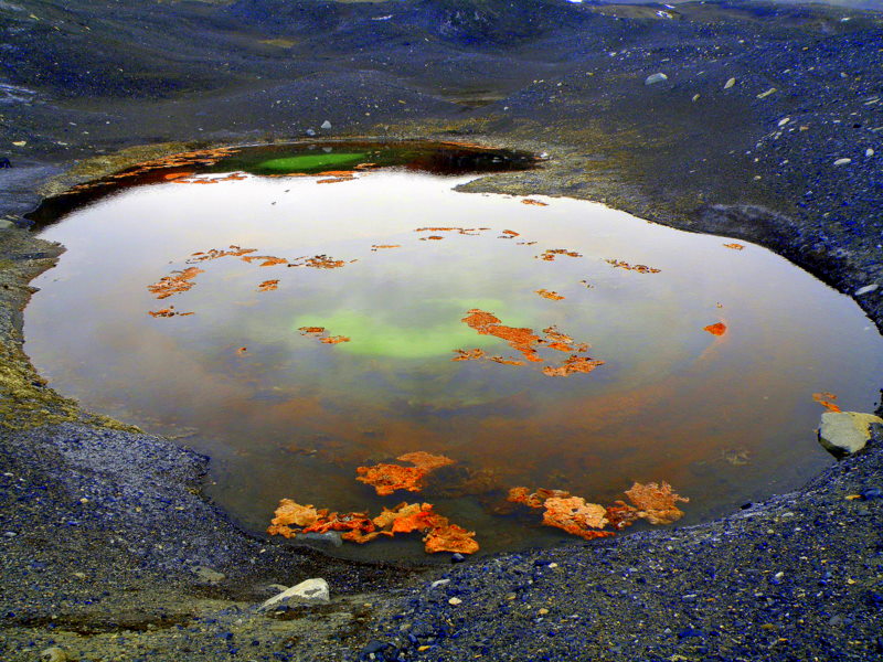 cyanobacterial mats on pond